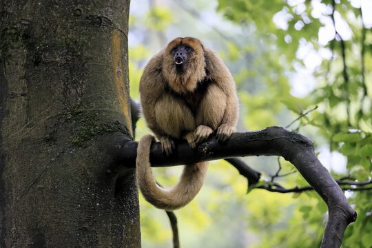 Black howler monkey (Alouatta caraya), adult, female, tree, sitting, calling, South America