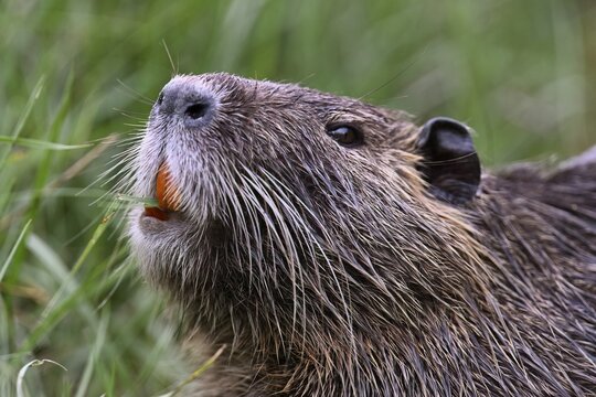 Nutria (Myocastor coypus), grazing, Camargue, southern France, France