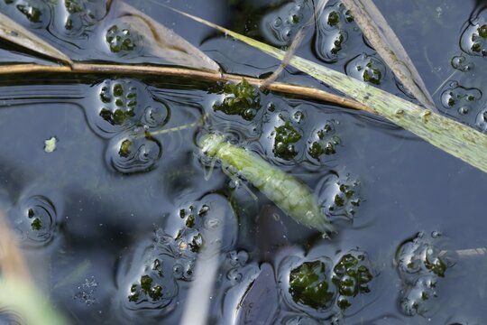 Dragonfly larva being hunted by a Common newt in a pond in summer, RSPB Minsmere nature reserve, Suffolk, England, United Kingdom