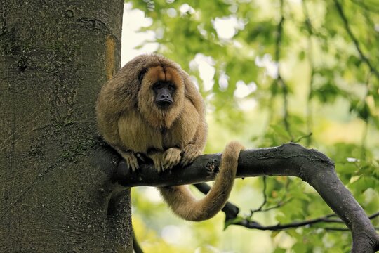 Black howler monkey (Alouatta caraya), adult, female, tree, sitting, alert, South America