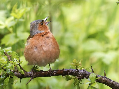 Chaffinch (Fringilla coelebs), male perched on a blackthorn branch (Prunus spinosa), Solms, Hesse, Germany