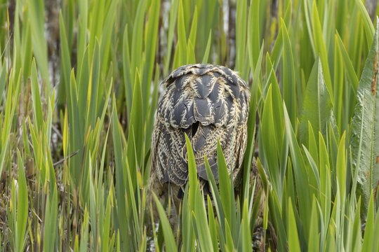 Great or Eurasian bittern (Botaurus stellaris) adult bird booming or calling in a reedbed, RSPB Minsmere nature reserve, Suffolk, England, United Kingdom