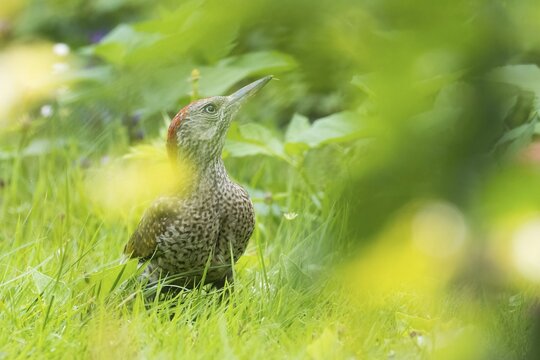 A green woodpecker (Picus viridis), a young bird, is resting amidst green foliage, partially concealed, in a tranquil summer setting, Hesse, Germany