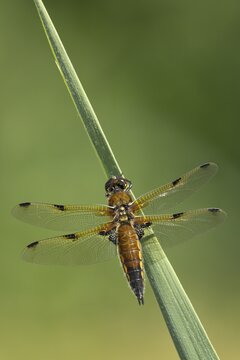 Four-spotted chaser dragonfly (Libellula quadrimaculata) adult insect resting on a reed stalk, England, United Kingdom