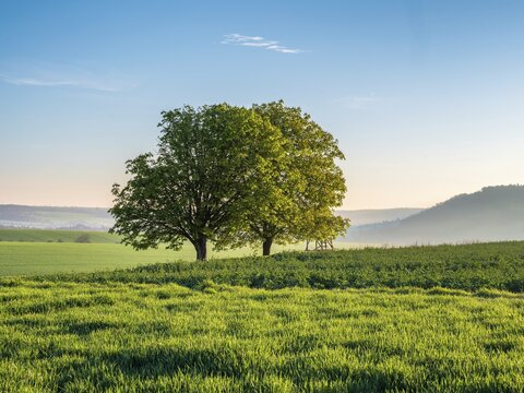 Green field with two lime trees in morning light, field landscape in spring, Burgenlandkreis, Saxony-Anhalt, Germany