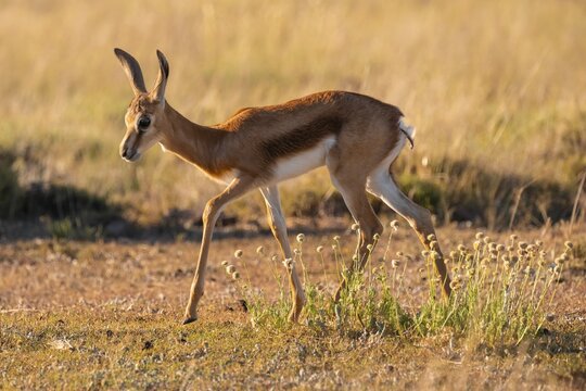 Cute young springbok (Antidorcas marsupialis) in meadow, Mountain Zebra National Park, South Africa