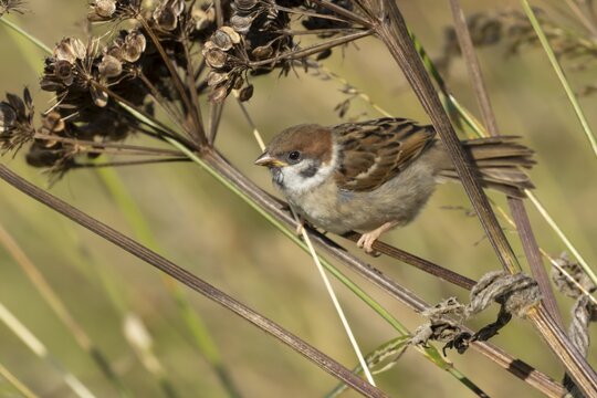Tree sparrow (Passer montanus) juvenile baby bird on a Hogweed seedhead, England, United Kingdom