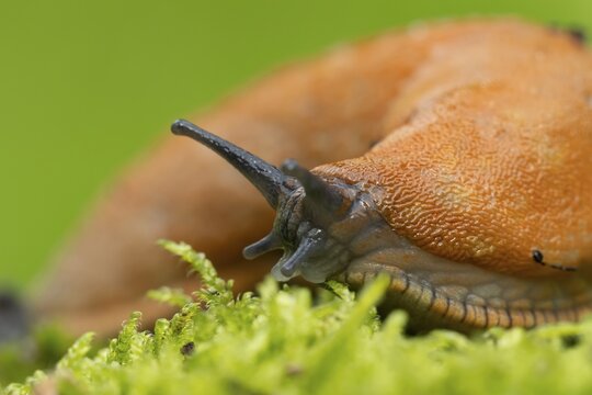 Red slug (Arion rufus) adult gastropod mollusc on moss, Suffolk, England, United Kingdom