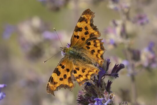 Comma butterfly (Polygonia c-album) adult insect feeding on garden Catmint flowers in summer, Suffolk, England, United Kingdom