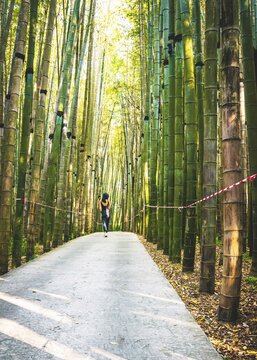 Female woman walks down the path in dendrological park in Georgia with bamboo trees around protected by no crossing striped red white tape.Batumi.Georgia
