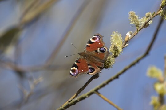 Peacock butterfly (Aglais io) adult insect feeding on Goat willow (Salix caprea) blossom in spring, Suffolk, England, United Kingdom
