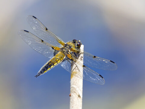 Dragonfly, Four-spotted, Four-spotted dragonfly, Four-spotted damselfly (Libellula quadrimaculata), Solms, Hesse, Germany