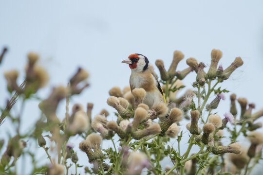 European goldfinch (Carduelis carduelis) adult bird on a Creeping thistle (Cirsium arvense) plant seedhead, England, United Kingdom