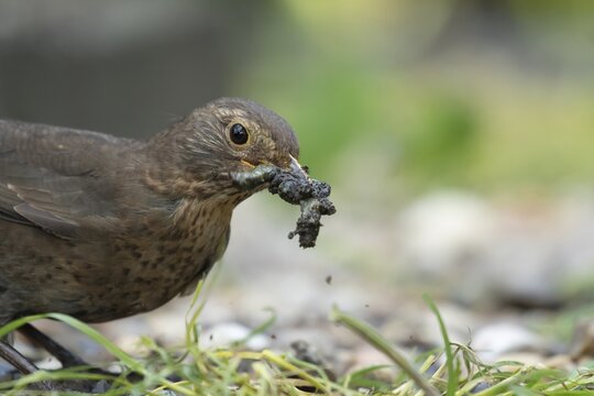 Eurasian blackbird (Turdus merula) adult female garden bird with a beak full of slugs and grubs for food, England, United Kingdom