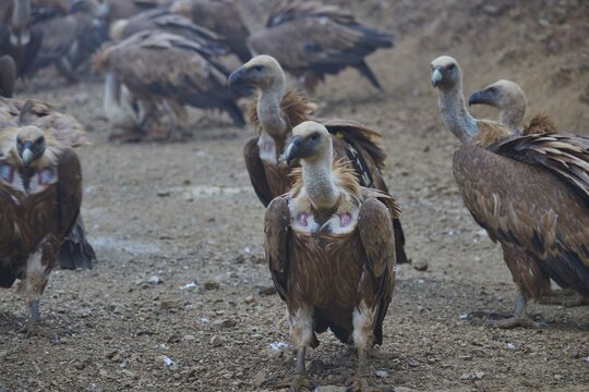 A group of vultures standing close together on the ground, griffon vultures (Gyps fulvus), vultures, Vulture Hide, vulture observation post, Mount Koules, Fratri, Agios Vasilios, Rethymno Province, Crete, Greek Islands, Greece