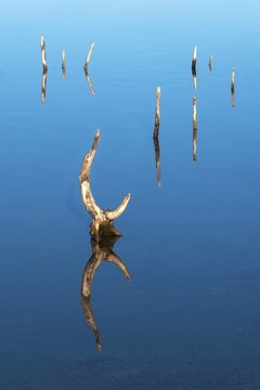 Detail, tree stumps in the water of Lake Haselbach, near Altenburg, Thuringia, Germany