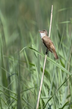 Reed Warbler (Acocephalus arundinaceus), perched in the reeds and singing, G&uuml;ssinger Ponds, G&uuml;ssing, Burgenland, Austria