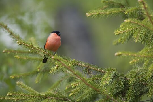 Eurasian bullfinch (Pyrrhula pyrrhula) adult male bird in a fir tree, Finland