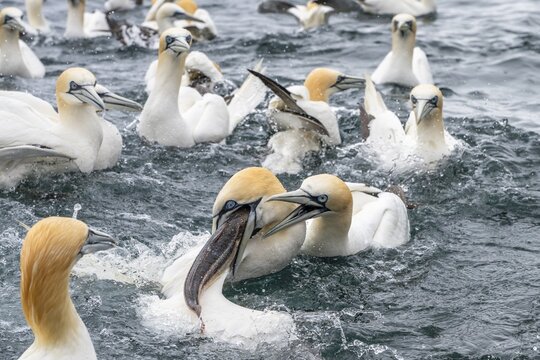 Northern gannets (Morus bassanus) fighting over a fish at sea, Noss Island, Shetland Islands, Scotland, Great Britain