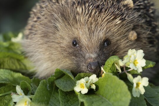 European hedgehog (Erinaceus europaeus) adult mammal on a flowering wild primrose garden flower in the spring, England, United Kingdom