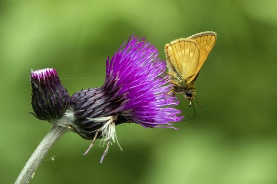 A large skipper (Ochlodes sylvanus) perched on a prickly thistle, close-up, Ellhorn, Oberstdorf, Oberalg&auml;u, Allg&auml;u, Bavaria, Germany