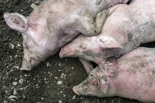 Pigs lie in front of the pigsty and sleep, Alpe Schlappold, Fellhorn, Oberstdorf, Oberallg&auml;u, Allg&auml;u, Bavaria, Germany