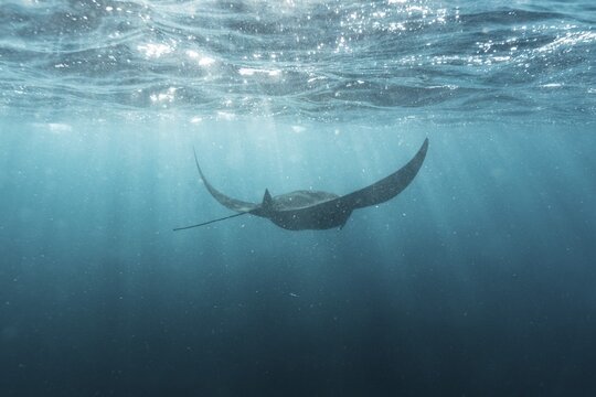 Underwater shot of manta rays with light rays, Komodo National Park, East Nusa-Tenggara, Indonesia