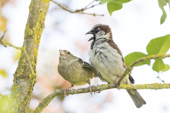Courting house sparrows (Passer domesticus) perched on a branch &ndash; a bright and cheerful spring scene, Hesse, Germany