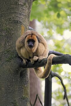 Black howler monkey (Alouatta caraya), adult, female, tree, sitting, alert, South America