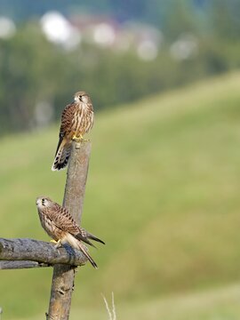 Kestrel (Falco tinnunculus), two young birds perched on a post, Solms, Hesse, Germany