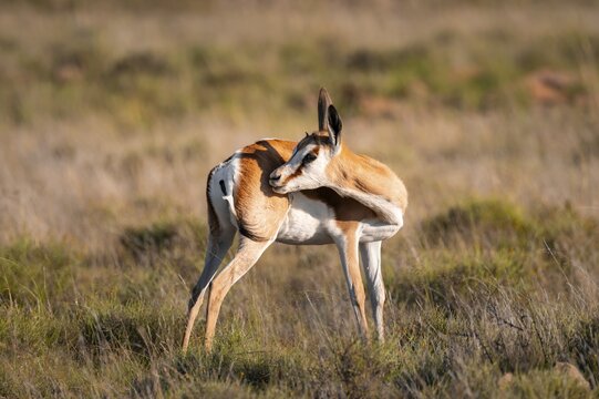 Springbok (Antidorcas marsupialis) in a flower meadow, Mountain Zebra National Park, South Africa