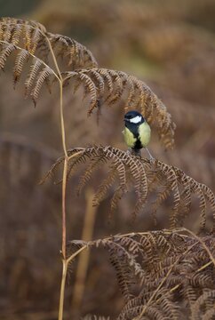 Great tit (Parus major) adult garden bird on a Bracken leaf in winter, England, United Kingdom