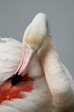 Pink flamingo (Phoenicopterus roseus), preening its feathers, Camargue Regional Nature Park, southern France