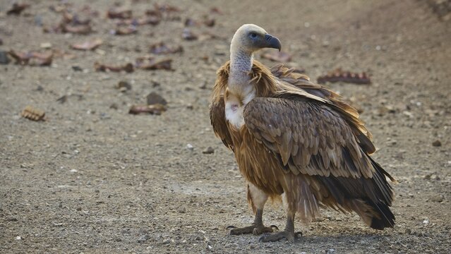 A vulture stands on barren ground, gazing intently into the distance: a griffon vulture (Gyps fulvus), Vulture, Vulture Hide, vulture observation post, Mount Koules, Fratri, Agios Vasilios, Rethymno Province, Crete, Greek Islands, Greece