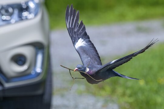 Wood pigeon (Columba palumbus), flies just in front of a car, bird strike on a vehicle, collision between a bird and a car, Littlewood Ranch, Limbach, Burgenland, Austria