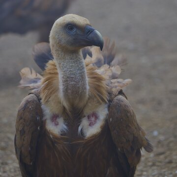 Close-up of a vulture with distinctive head and plumage, griffon vulture (Gyps fulvus), vulture, Vulture Hide, vulture observation post, Mount Koules, Fratri, Agios Vasilios, Rethymno Province, Crete, Greek Islands, Greece