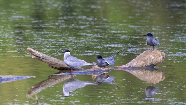 White-bearded Tern (Chlidonias hybrida), Black Tern (Chlidonias niger), Gro&szlig;wilfersdorf Nature Reserve, Gro&szlig;wilfersdorf, Styria, Austria