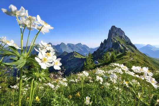 Spring in the mountains with narcissus anemones (Anemone narcissiflora) in the Fribourg Pre-Alps, a striking rocky peak in the Gastlosen mountain range, Canton of Fribourg, Switzerland
