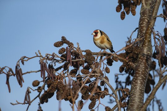European goldfinch (Carduelis carduelis) adult bird on an Alder tree (Alnus glutinosa) branch, Suffolk, England, United Kingdom