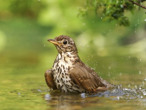 Song thrush (Turdus philomelos) bathing in shallow water with water droplets, Solms, Hesse, Germany