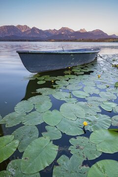 Rowing boat at sunrise, Hopfensee, Hopfen am See, near F&uuml;ssen, Ostallg&auml;u, Allg&auml;u, Bavaria, Germany
