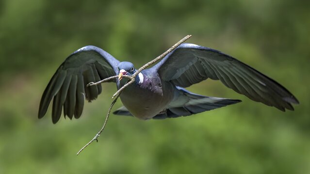 Wood Pigeon (Columba palumbus), in flight, carrying nesting material in its beak, Littlewood Ranch, Limbach, Burgenland, Austria