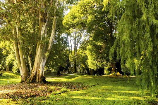 Various green trees supported by ropes in dendrological park in Shekvetii. Georgia