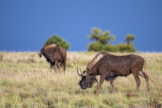 White-tailed wildebeest (Connochaetes gnou), adult, Mountain Zebra National Park, Eastern Cape, South Africa