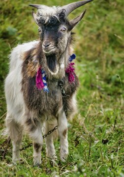 Ukrainian domestic goat o the road. Ukraine