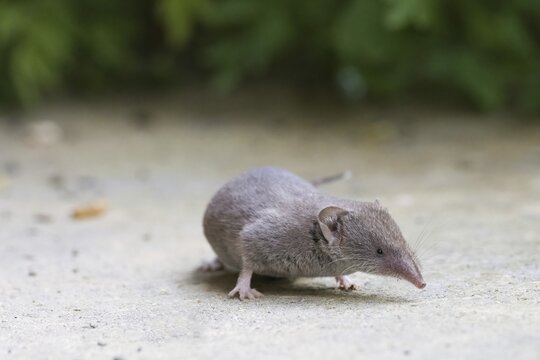 Common shrew (Crocidura russula) on the ground against a green background in its natural habitat, Hesse, Germany