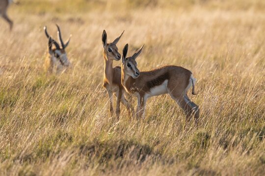 Cute young animals, springbok (Antidorcas marsupialis) in meadow, Mountain Zebra National Park, South Africa