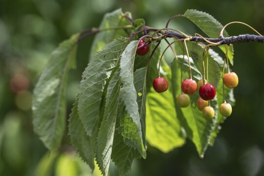 Cherry tree with cherries (Prunus avium), Schleswig-Holstein, Germany