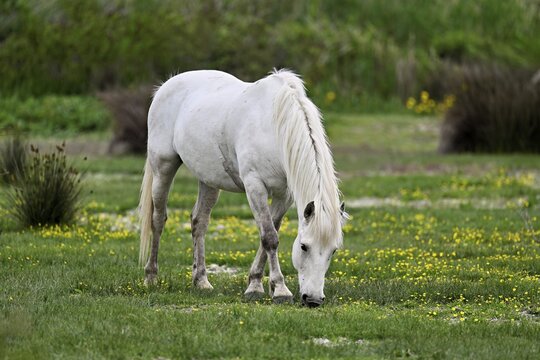 Camargue horse (Equus caballus), a mare grazing in a meadow, Saintes-Marie-de-la-Mer, Camargue, southern France, France