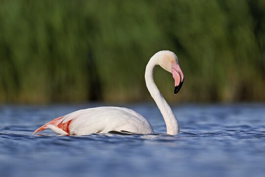 A greater flamingo (Phoenicopterus roseus) swimming in a pond, Camargue Regional Nature Park, southern France, France &ndash; Stefan Huwiler